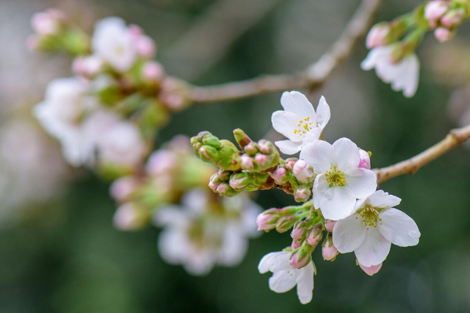 Kirschblütenzweige mit geschlossenen, sich öffnenden und offenen blüten am baum, im sanften sonnenlicht – frühlingshafte stimmung im garten.