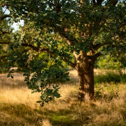 Der eichenbaum in voller pracht - news rund um das schönste holz