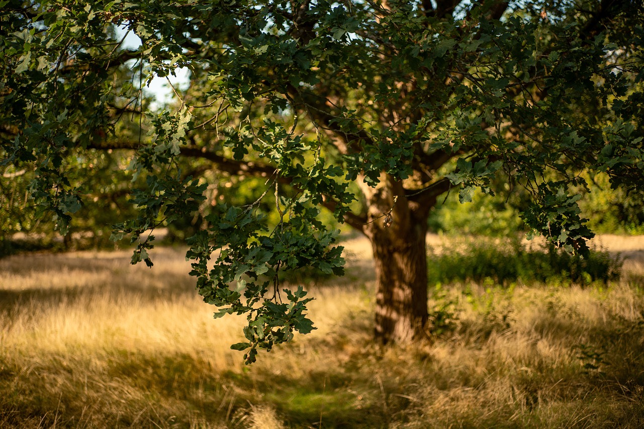 Der Eichenbaum in voller Pracht - news rund um das Schönste Holz